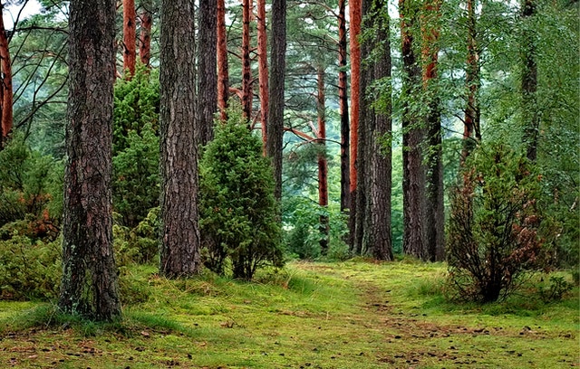 jehličnatý les, kmeny